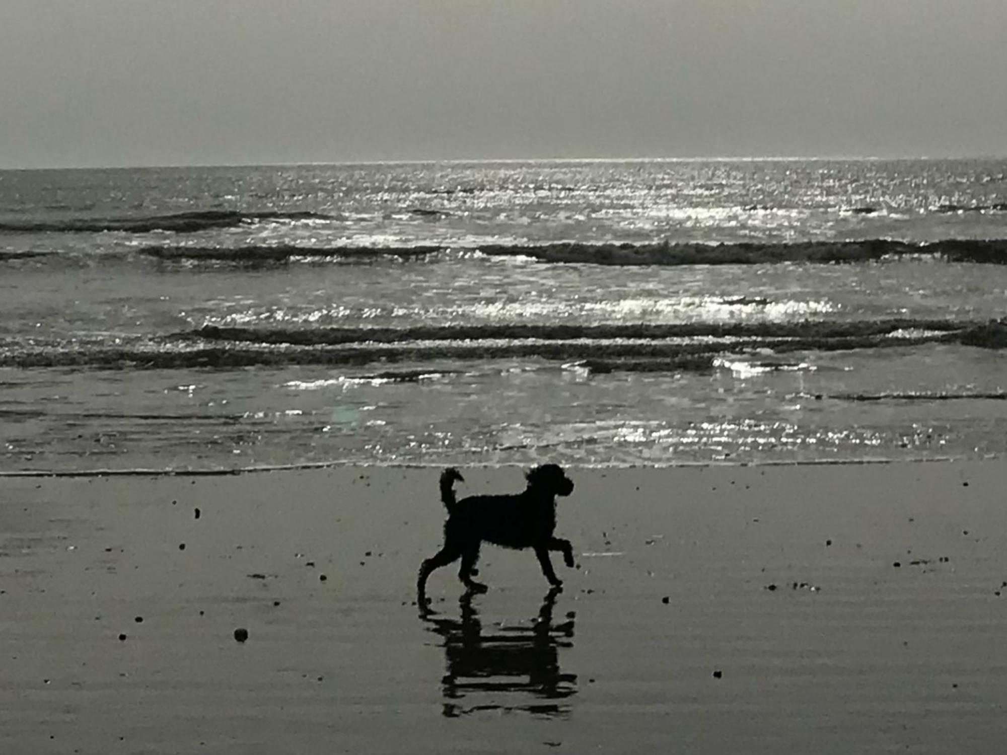 Elegant York House - On A Beach Road, Sleeps 12, With Sea Views Worthing Buitenkant foto